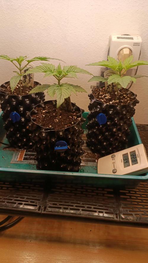 Rocko's Terp Test. Week 3 - Day 14