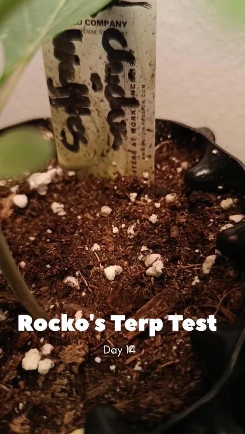 Rocko's Terp Test