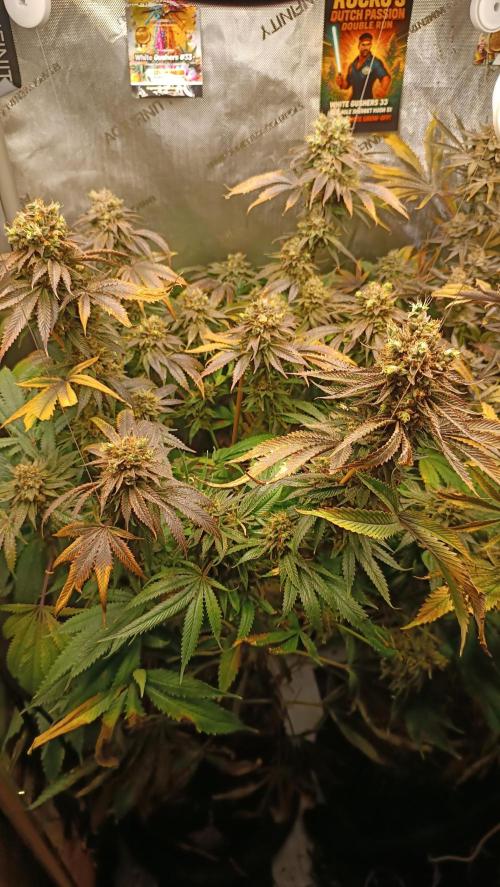 Rocko's Dutch Passion Double Run. Week 21 - WG 33 Bloom Day 80