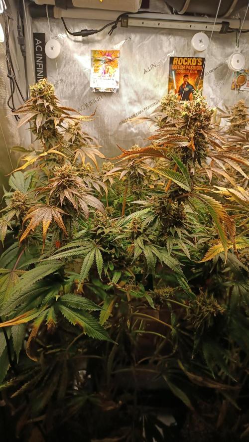 Rocko's Dutch Passion Double Run. Week 21 - WG 33 Bloom Day 80