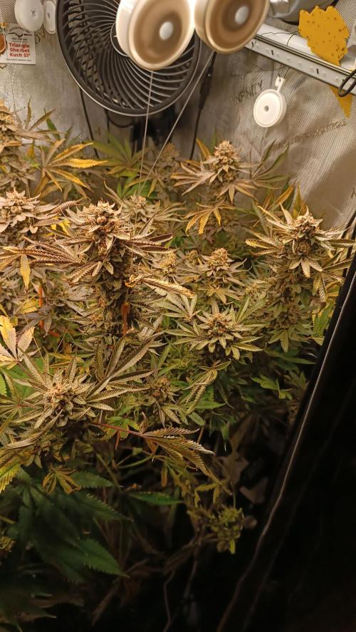 Rocko's Dutch Passion Double Run. Week 21 - TSK Bloom Day 80