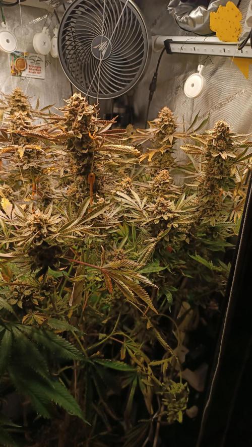 Rocko's Dutch Passion Double Run. Week 21 - TSK Bloom Day 80