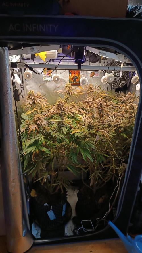 Rocko's Dutch Passion Double Run. Week 21 - Day 140
