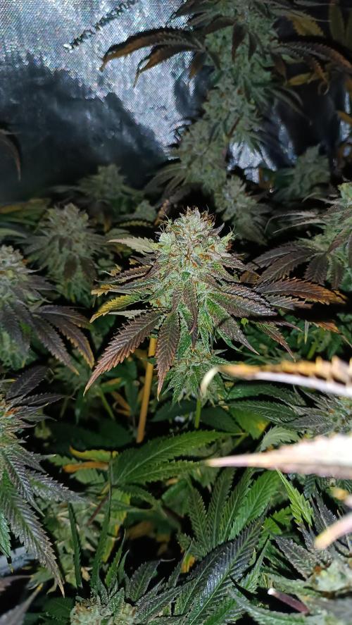 Rocko's Dutch Passion Double Run. Week 21 - WG 33 