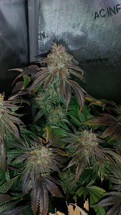 Rocko's Dutch Passion Double Run. Week 21 - WG 33 