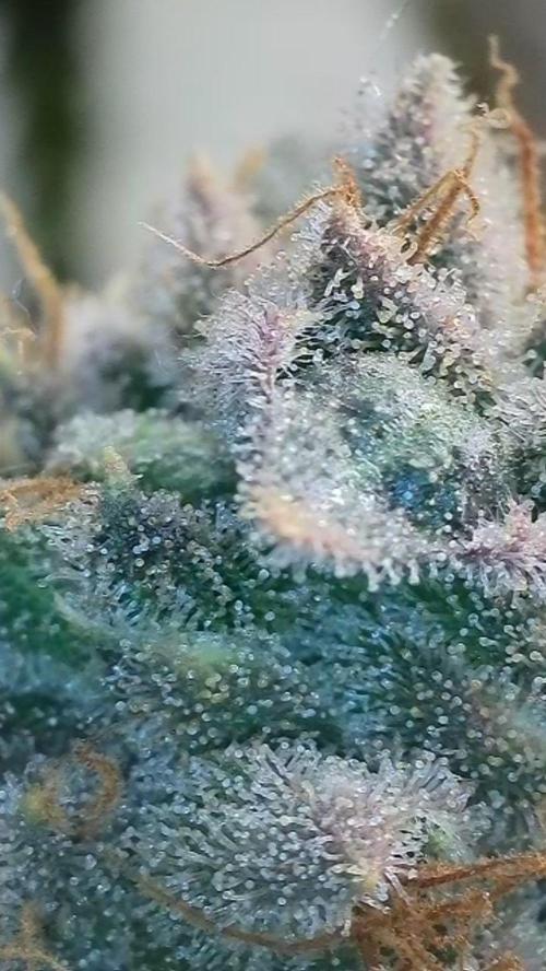 Rocko's Dutch Passion Double Run. Week 21 - TSK 