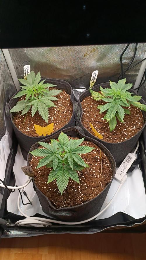 Rocko's Terp Test. Week 4 - Day 21