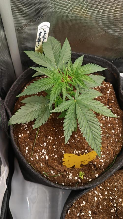 Rocko's Terp Test. Week 4 - CaW