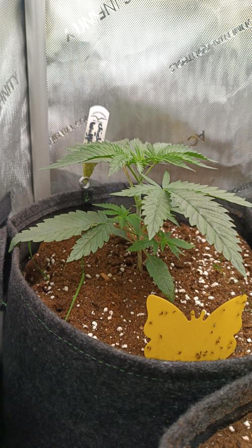 Rocko's Terp Test. Week 4 - CaW