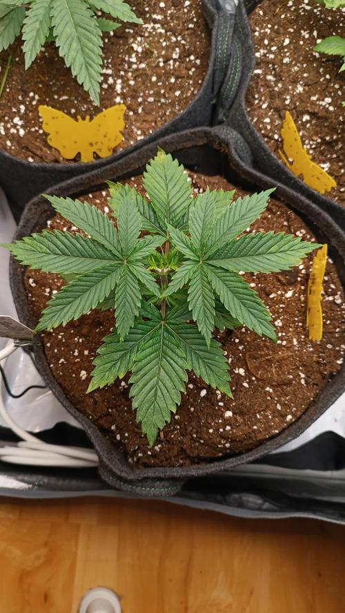 Rocko's Terp Test. Week 4 - FBP