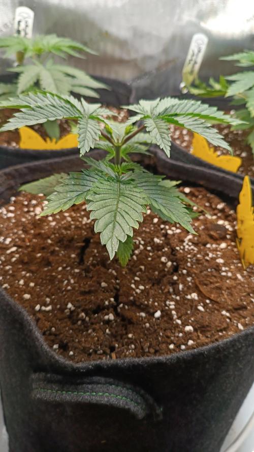 Rocko's Terp Test. Week 4 - FBP