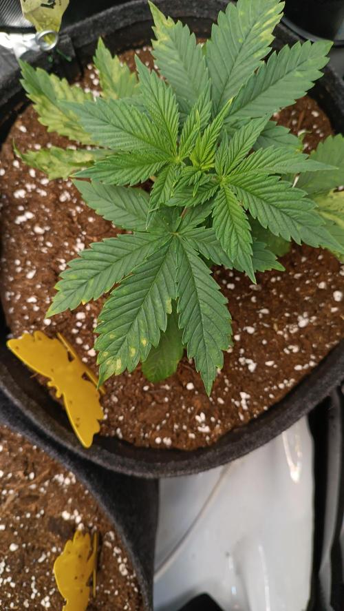 Rocko's Terp Test. Week 4 - SAK