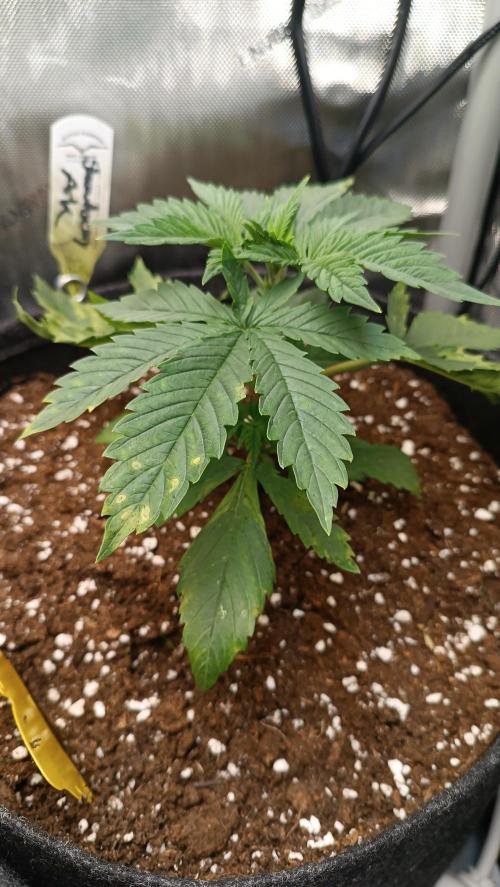 Rocko's Terp Test. Week 4 - SAK