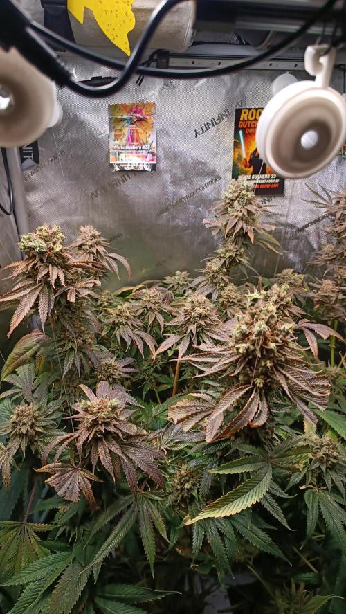 Rocko's Dutch Passion Double Run. Week 22 - WG 33 