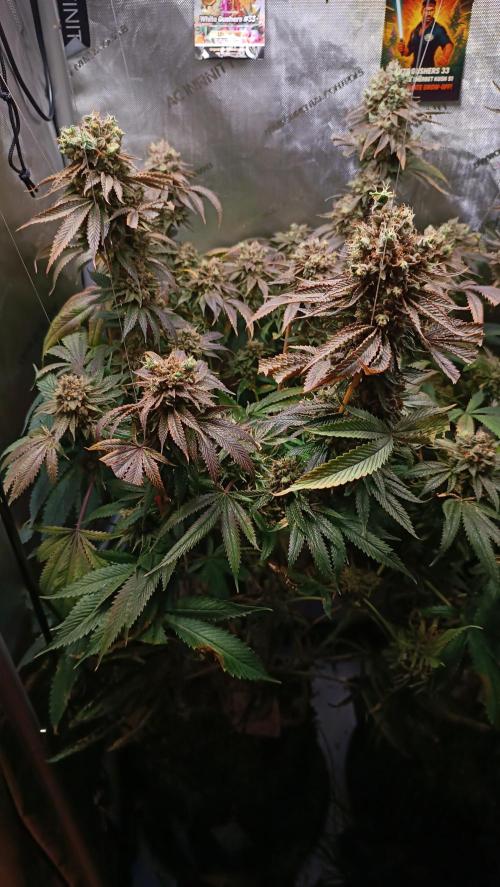 Rocko's Dutch Passion Double Run. Week 22 - WG 33 