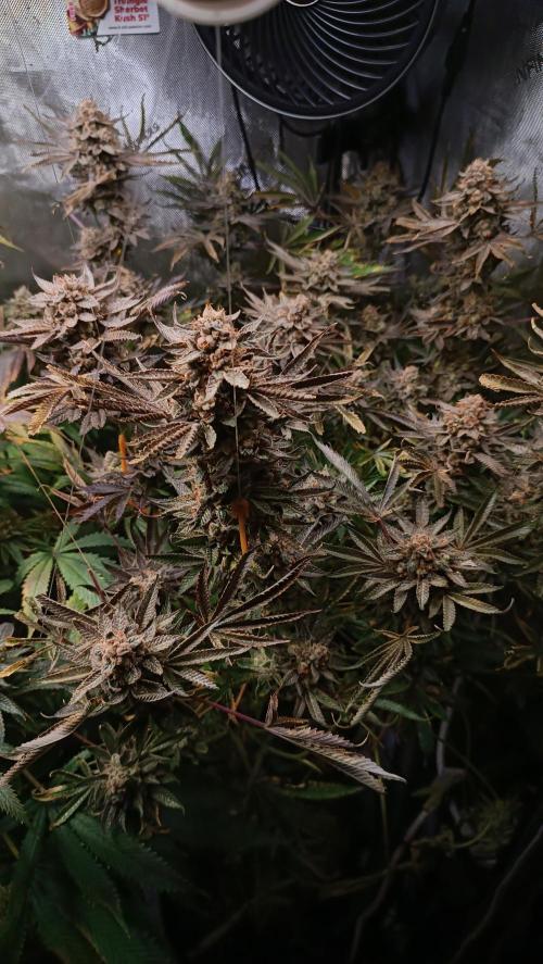 Rocko's Dutch Passion Double Run. Week 22 - TSK 