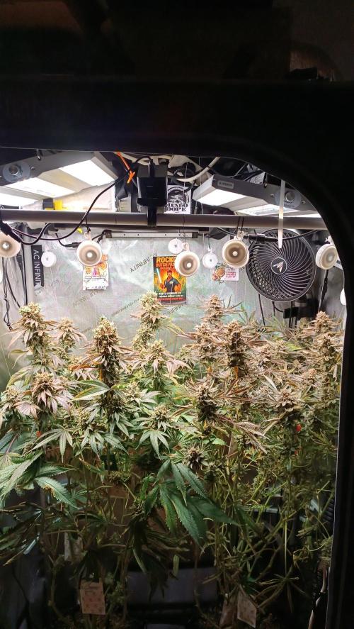 Rocko's Dutch Passion Double Run. Week 22 - Day 147