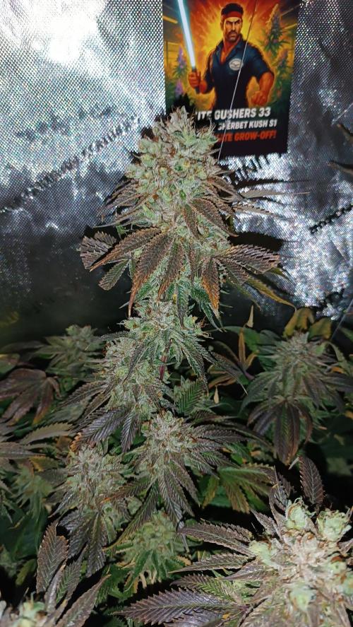 Rocko's Dutch Passion Double Run. Week 22 - WG 33 