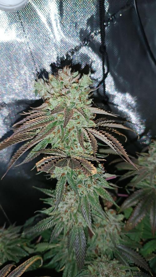 Rocko's Dutch Passion Double Run. Week 22 - WG 33 