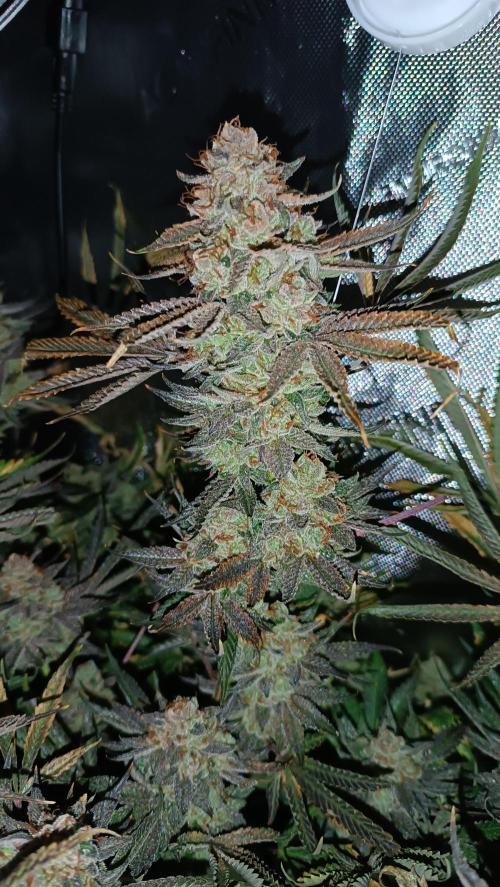 Rocko's Dutch Passion Double Run. Week 22