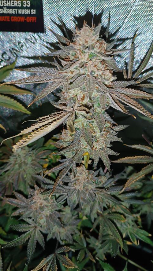 Rocko's Dutch Passion Double Run. Week 22 - TSK 