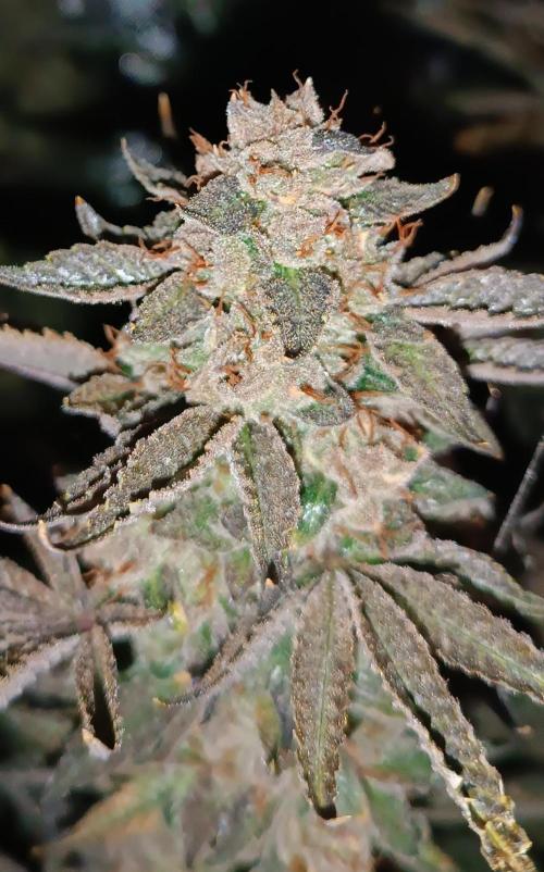 Rocko's Dutch Passion Double Run. Week 22 - TSK 