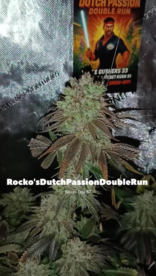 Rocko's Dutch Passion Double Run
