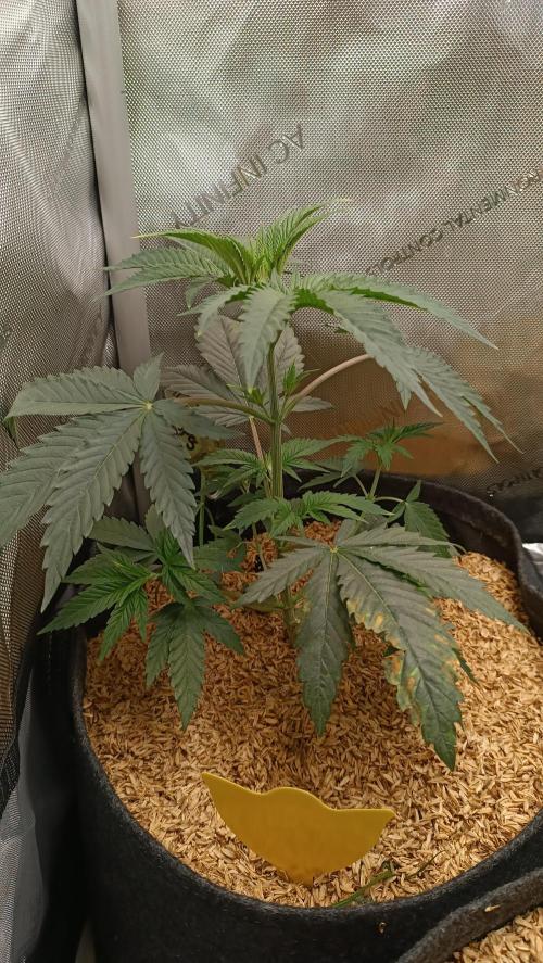 Rocko's Terp Test. Week 5 - Caw