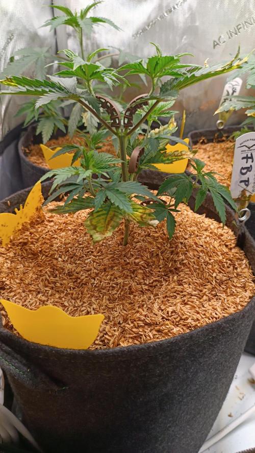 Rocko's Terp Test. Week 5 - FBP