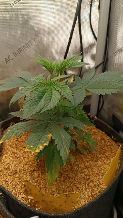 Rocko's Terp Test. Week 5 - SAK