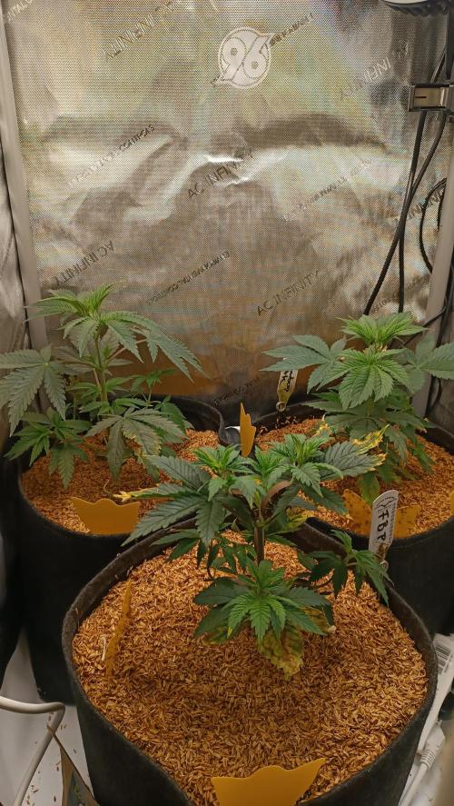 Rocko's Terp Test. Week 5 - Day 28