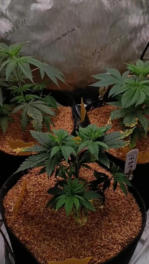 Rocko's Terp Test