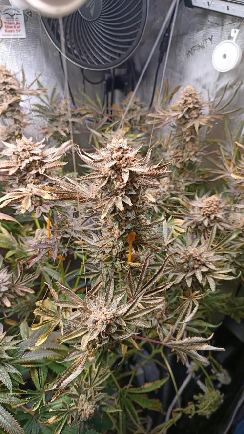 Rocko's Dutch Passion Double Run. Week 23 - TSK Bloom Day 93