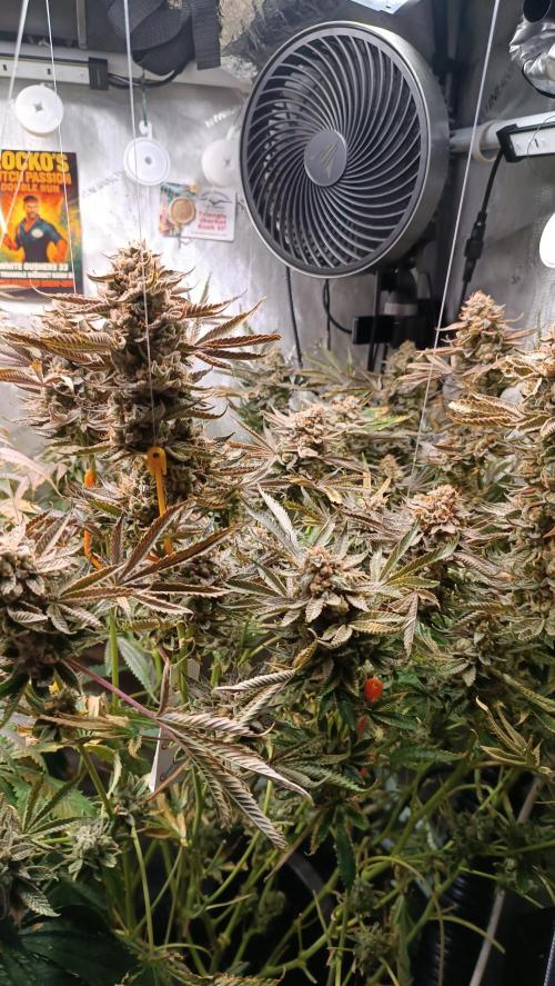 Rocko's Dutch Passion Double Run. Week 23 - TSK Bloom Day 93