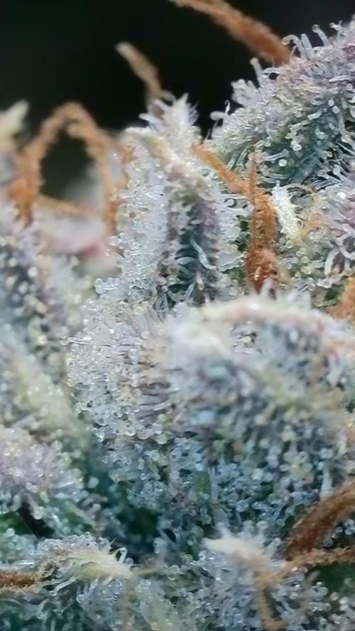 Rocko's Dutch Passion Double Run. Week 23