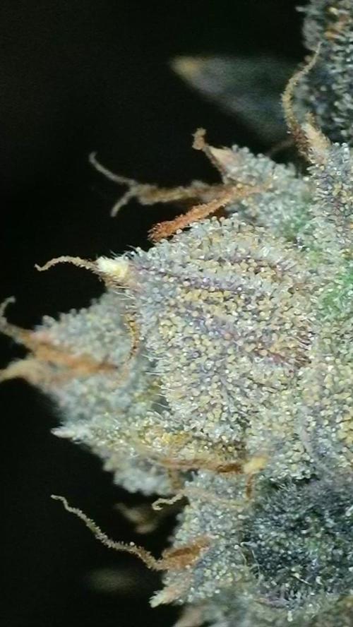 Rocko's Dutch Passion Double Run. Week 23