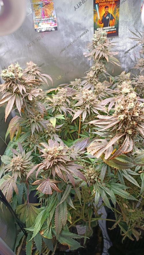 Rocko's Dutch Passion Double Run. Week 23 - White Gushers 33 