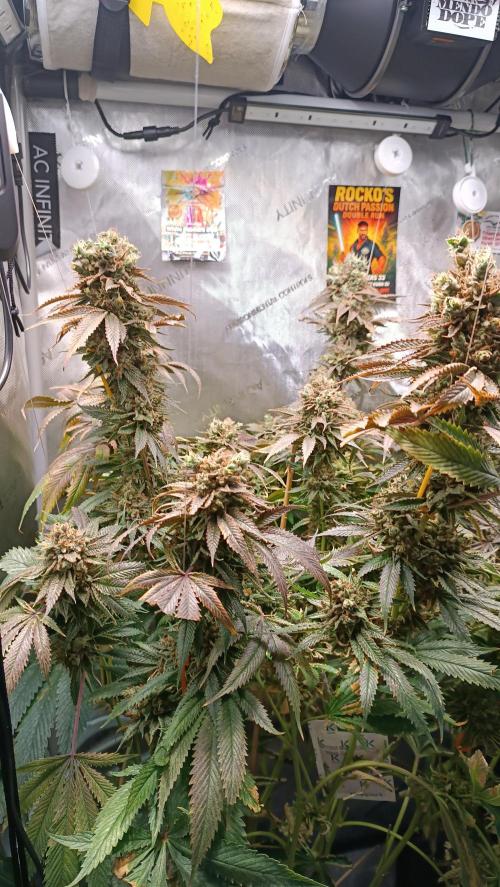 Rocko's Dutch Passion Double Run. Week 23 - WG 33 bloom day 93 