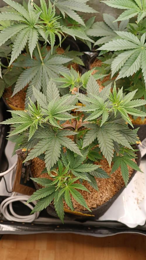 Rocko's Terp Test. Week 6 - FBP