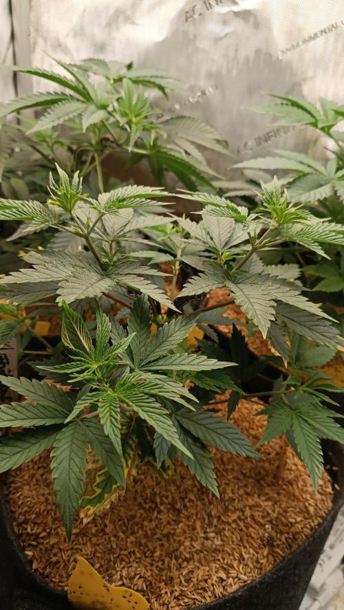 Rocko's Terp Test. Week 6 - FBP