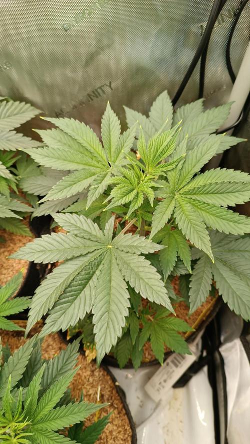 Rocko's Terp Test. Week 6 - SAK