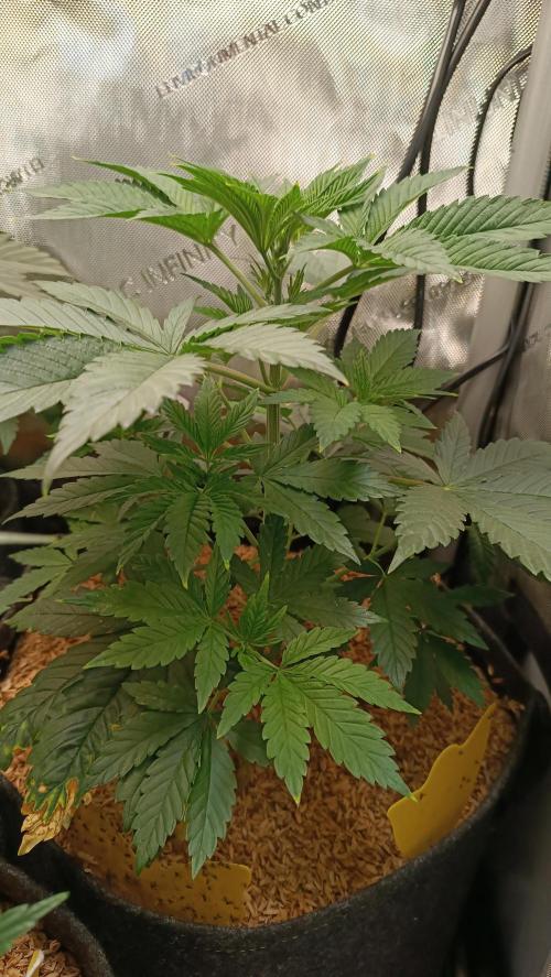 Rocko's Terp Test. Week 6 - SAK