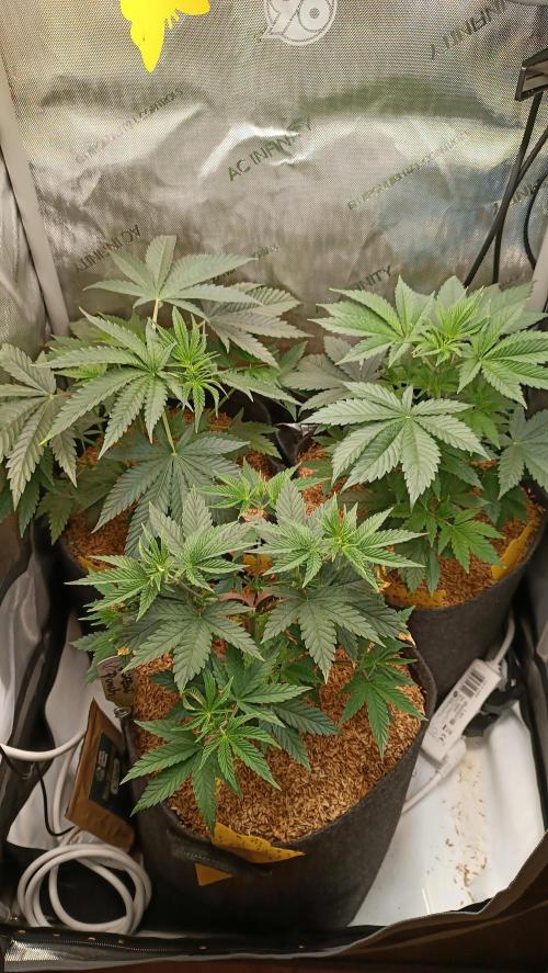 Rocko's Terp Test. Week 6 - Day 35