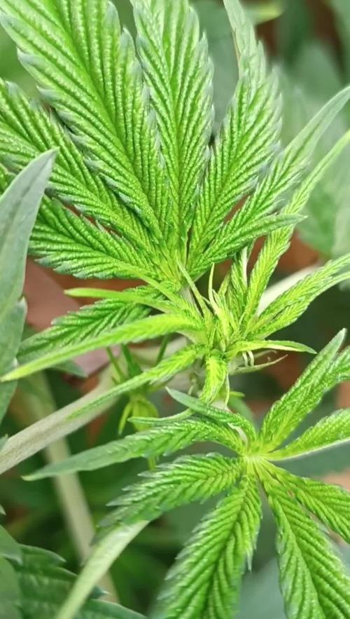 Rocko's Terp Test