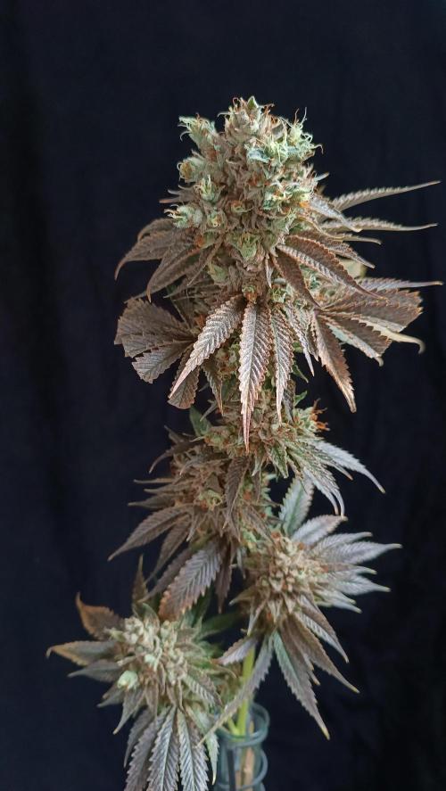 Rocko's Dutch Passion Double Run. Week 23