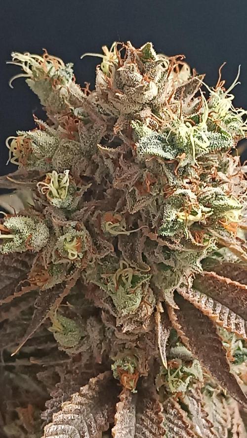 Rocko's Dutch Passion Double Run. Week 23