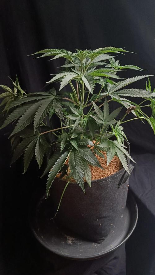 Rocko's Terp Test. Week 7 - CaW