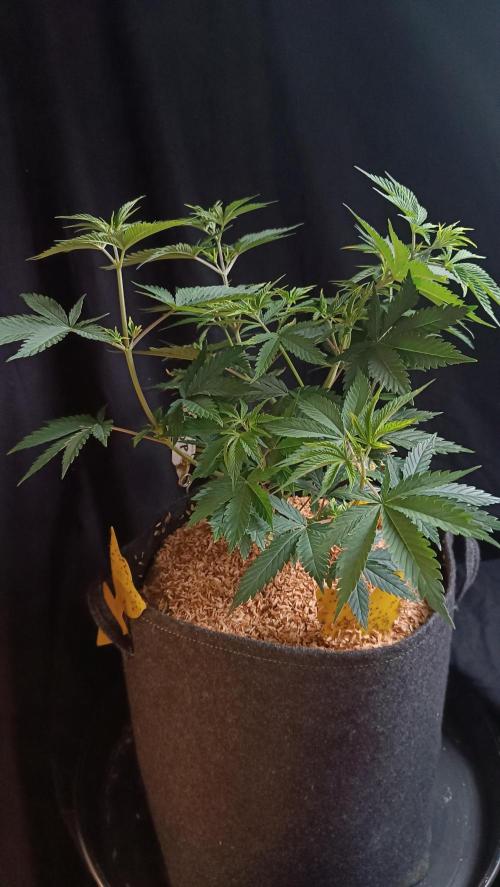 Rocko's Terp Test. Week 7 - FBP