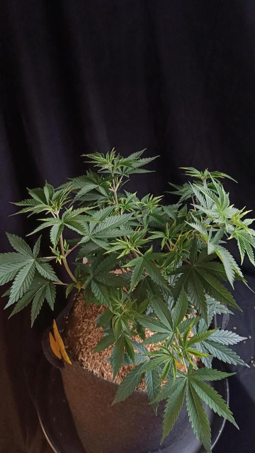 Rocko's Terp Test. Week 7 - FBP