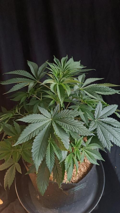Rocko's Terp Test. Week 7 - SAK
